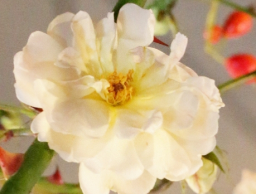 Blomsterværksted flytter midlertidigt "til byen"