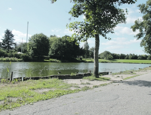 Kommunal kampagne mod fordring af ænder