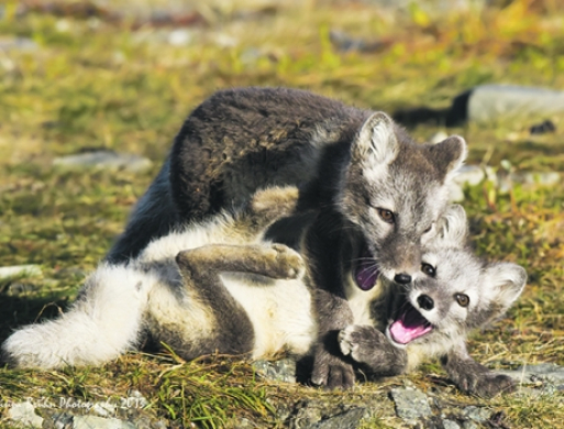 Naturfotograf udstiller