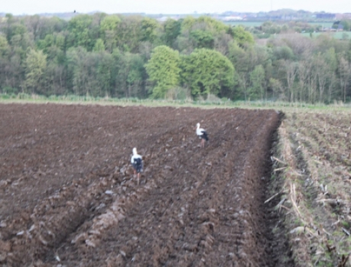 Storkevisit i Låsby
