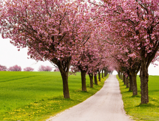 74 boliger på vej i Skovby Nygaard-udstykning