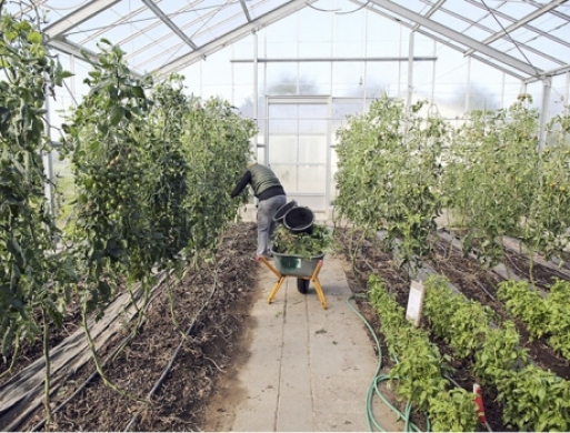 Majmarked hos Hertha