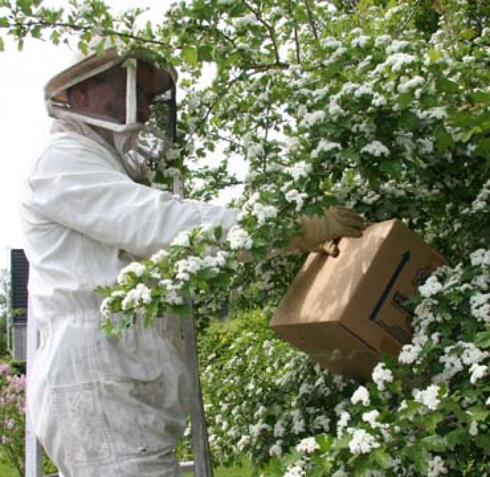 Når bisværme rykker ind rykker Peter ud
