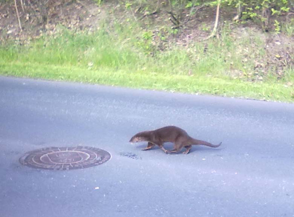 Odder på Østergårdsvej