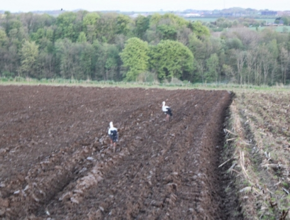 Storkevisit i Låsby