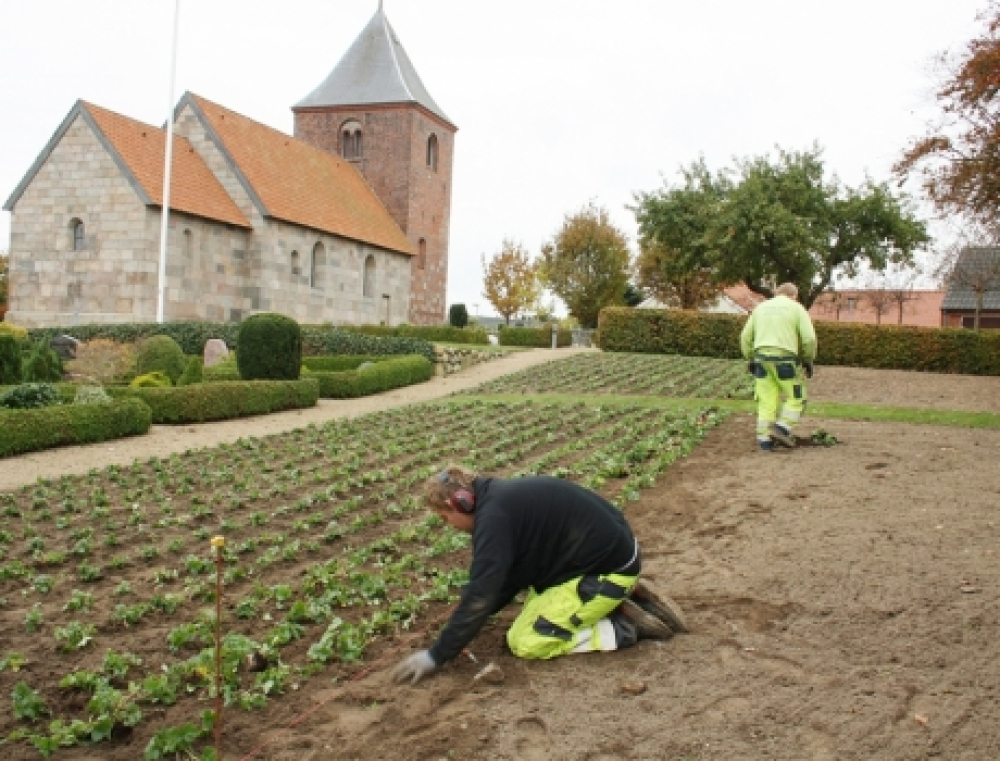 4236 guldjordbær på kirkegård