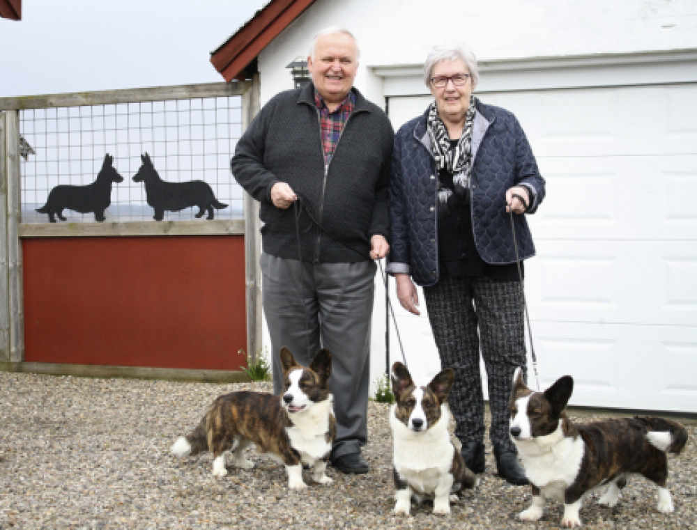 welsh corgi cardigan pris